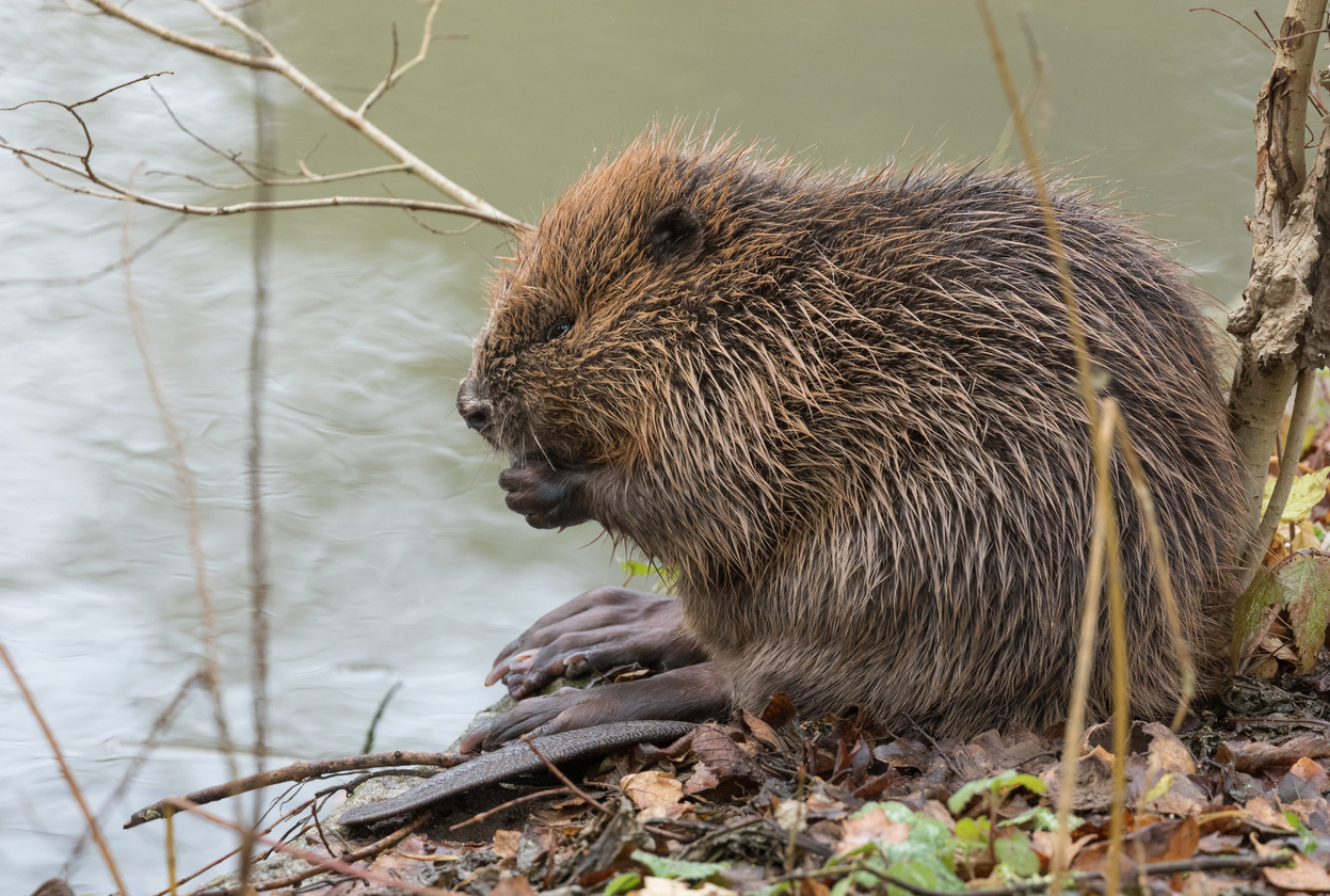 bever in de Berkel