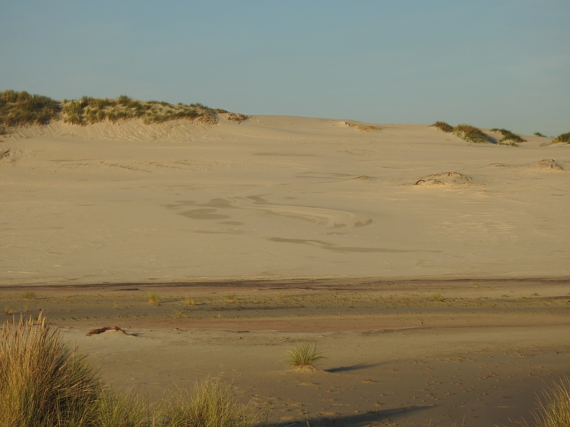 Zeer zeldzame renvogel bij Bergen aan Zee