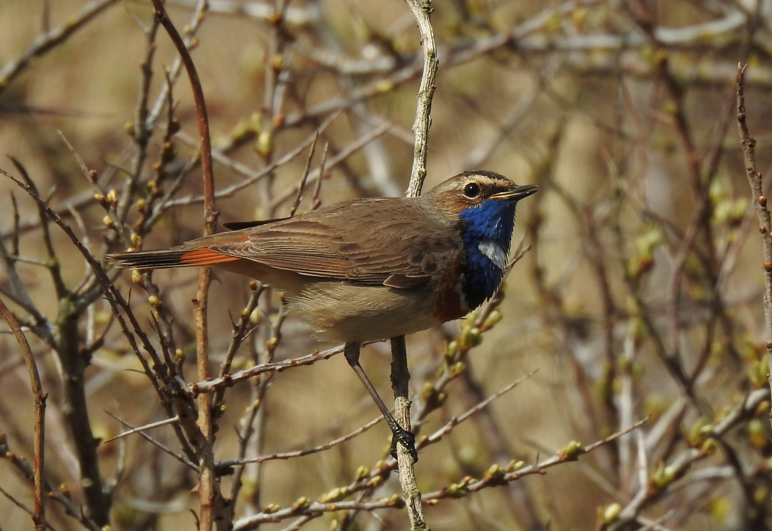 Soortenrijk Roots vogelweekend op Texel