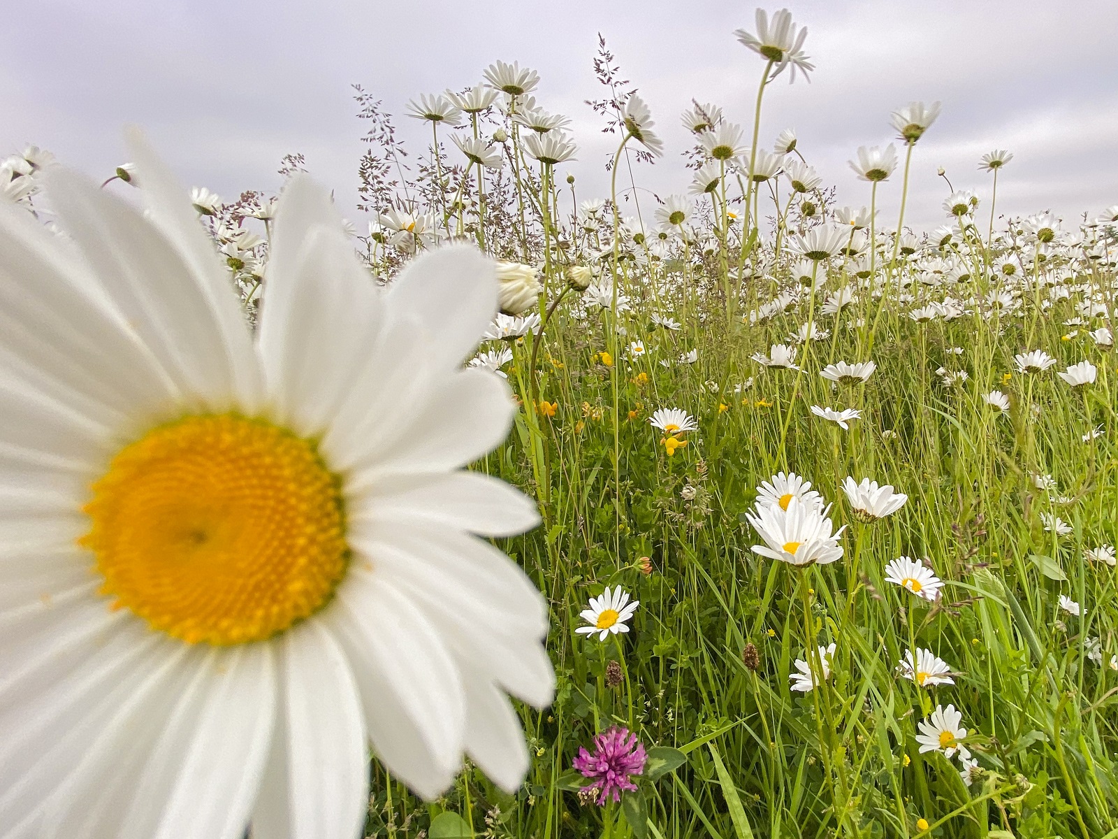 Bloemenveld bij Holwerd