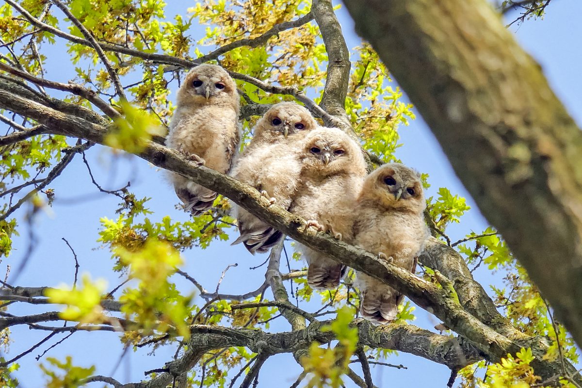 Beleef de Lente 2021