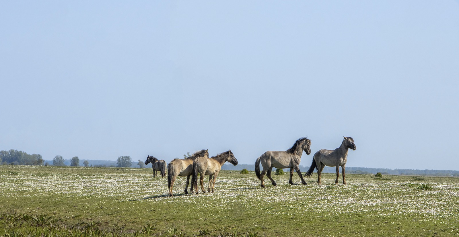 Middelplaat