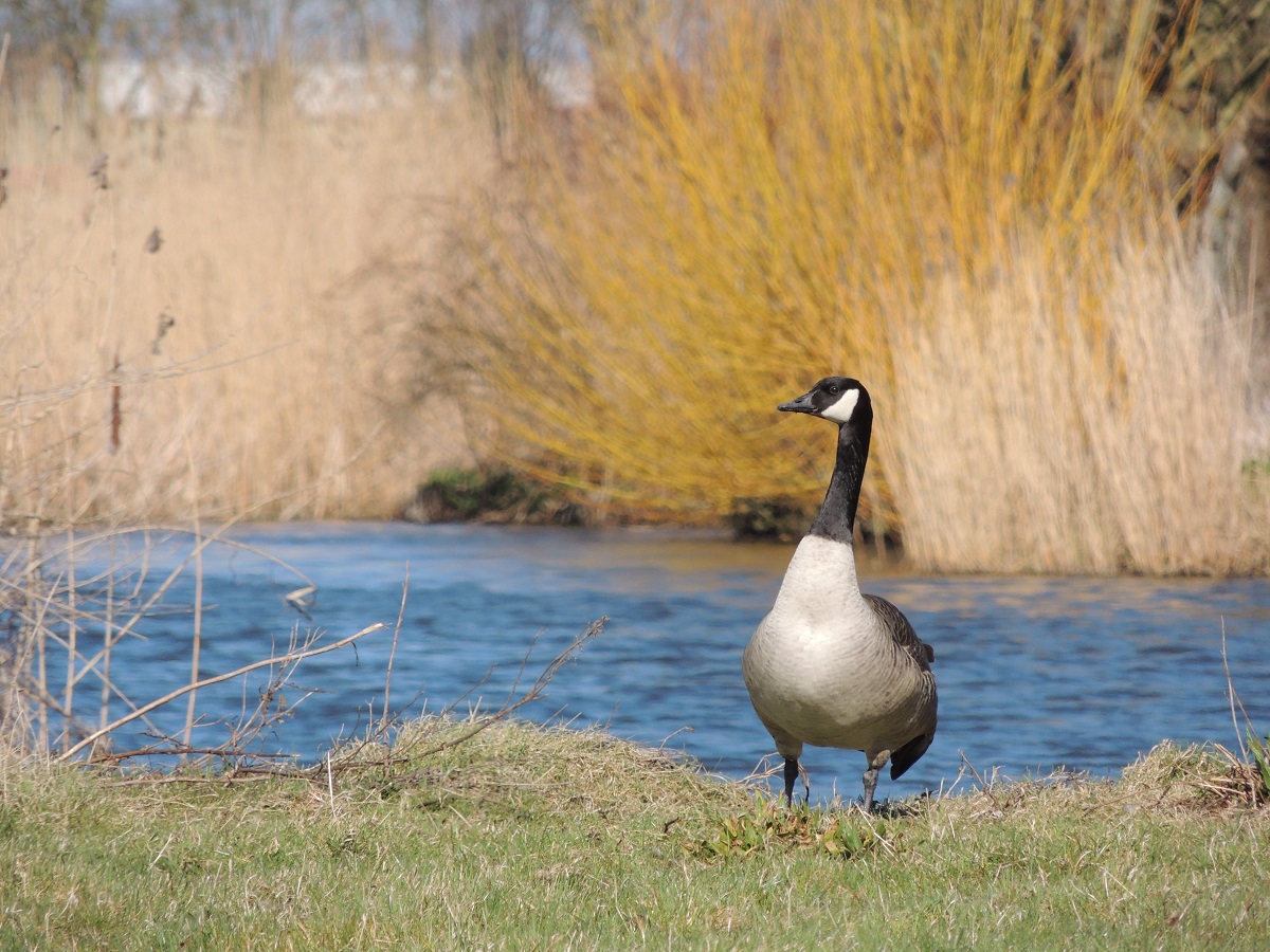 Vogelpoep: de Canadese gans produceert 1 kilo per dag.