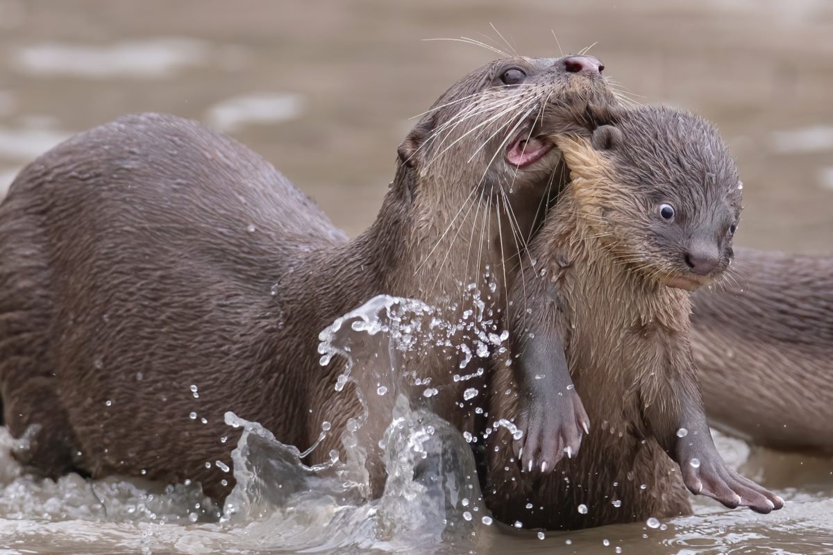 Comedy Wildlife Photography Awards 2021