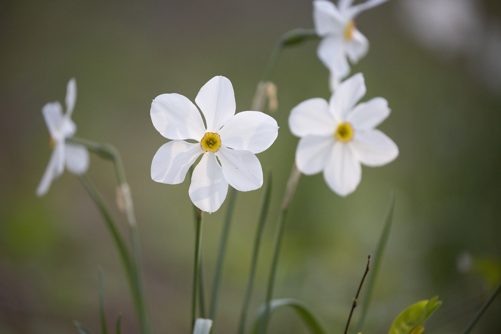 wilde narcis