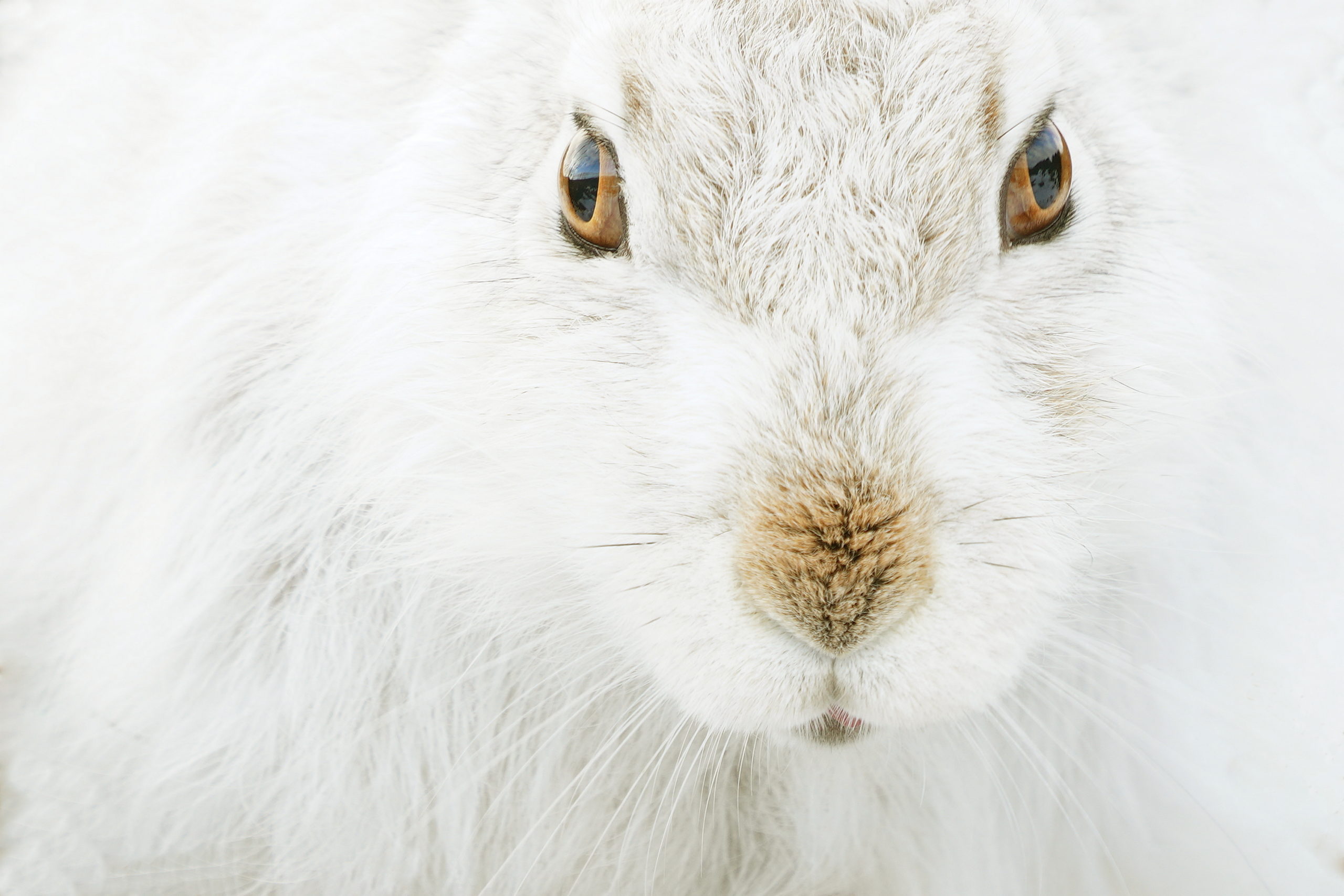 Indrukwekkende close-up van een sneeuwhaas