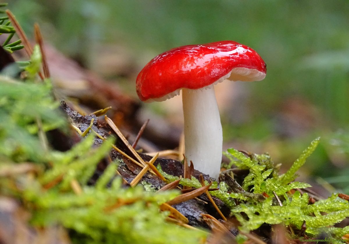 russula