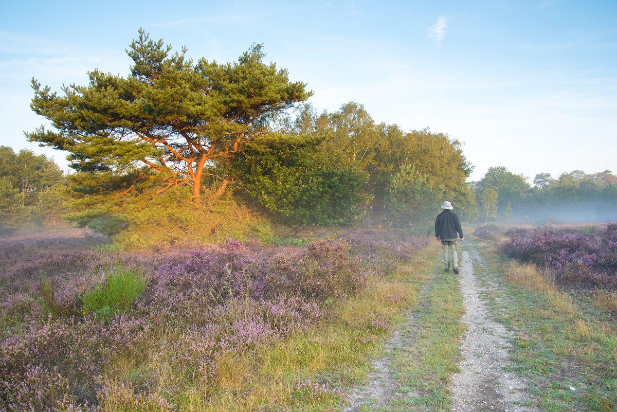 groote heide