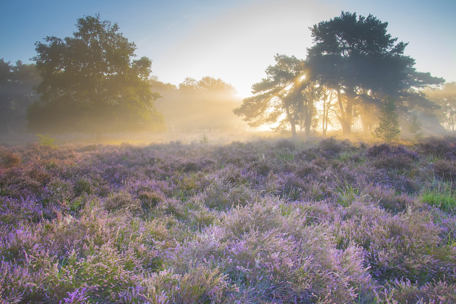 groote heide