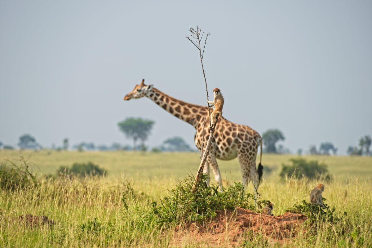 Comedy Wildlife Photography Awards 2021