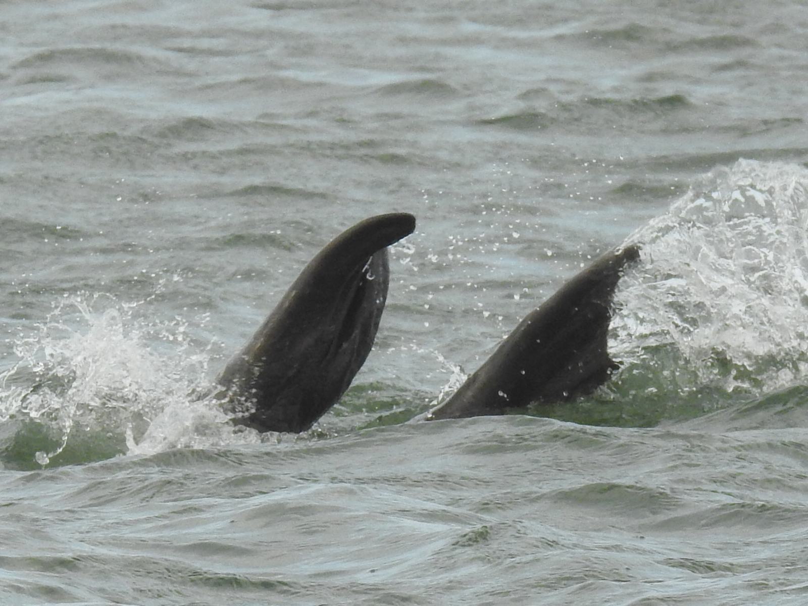 Walrus voelt zich thuis in Den Helder