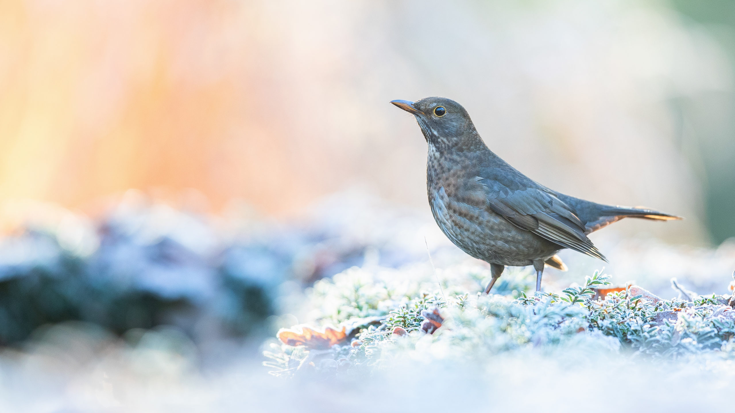 Foto van de Maand januari