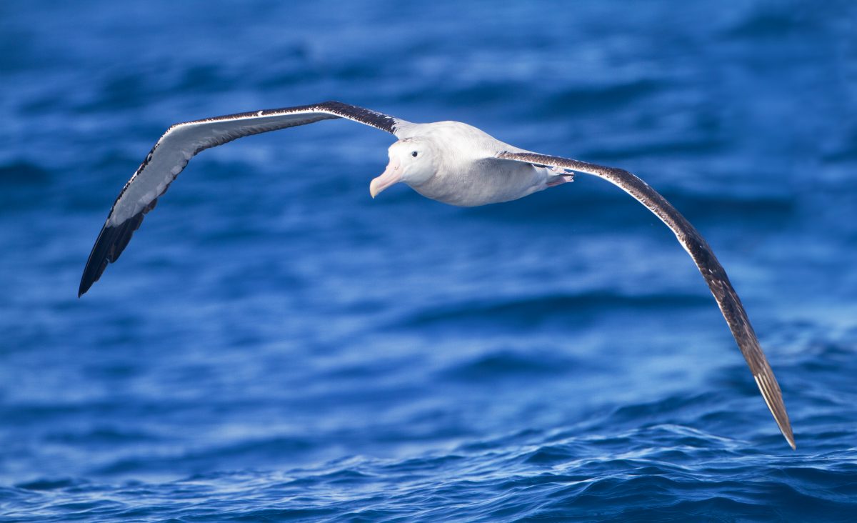 10 vogels grootste spanwijdte