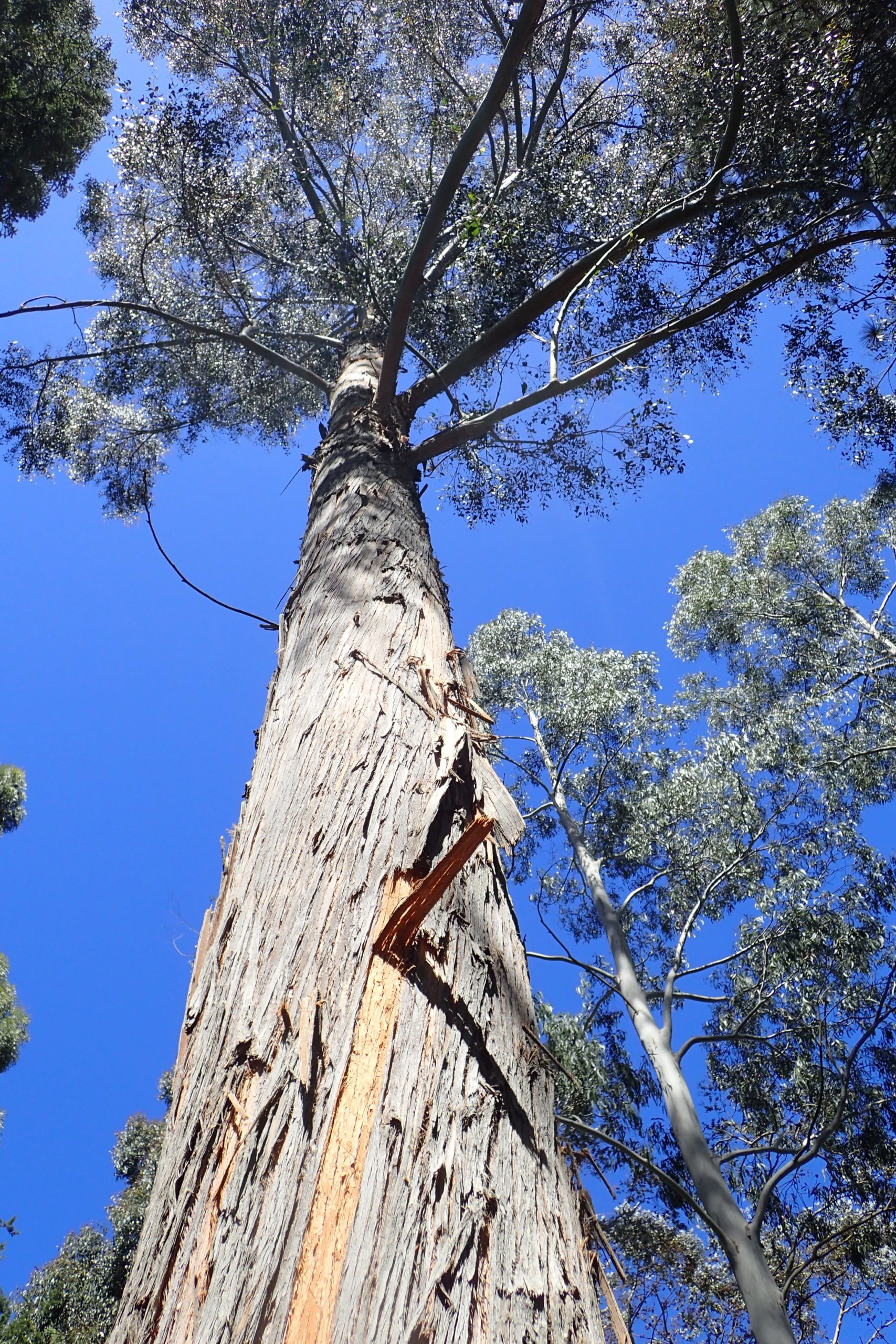 Eucalyptus delegatensis