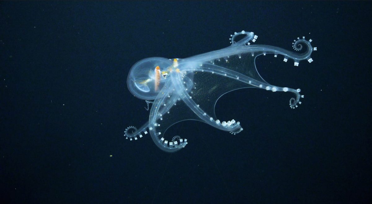 glazen octopus