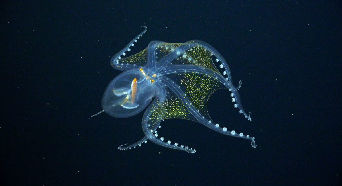 glazen octopus