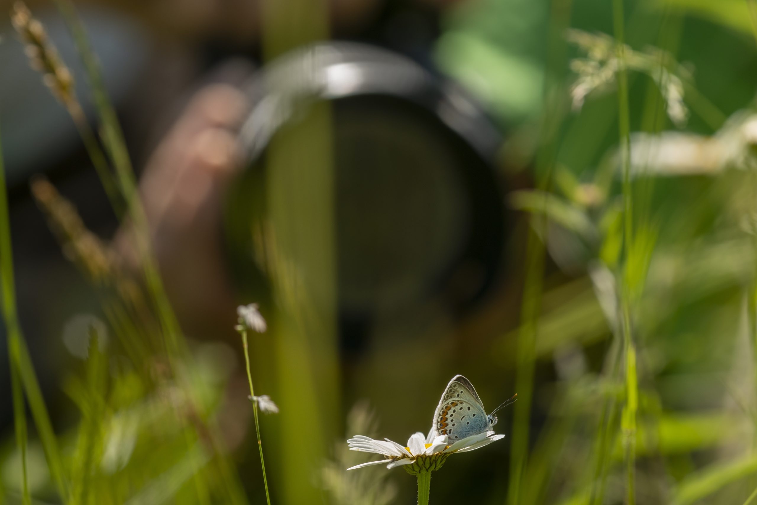 Vlinders fotograferen