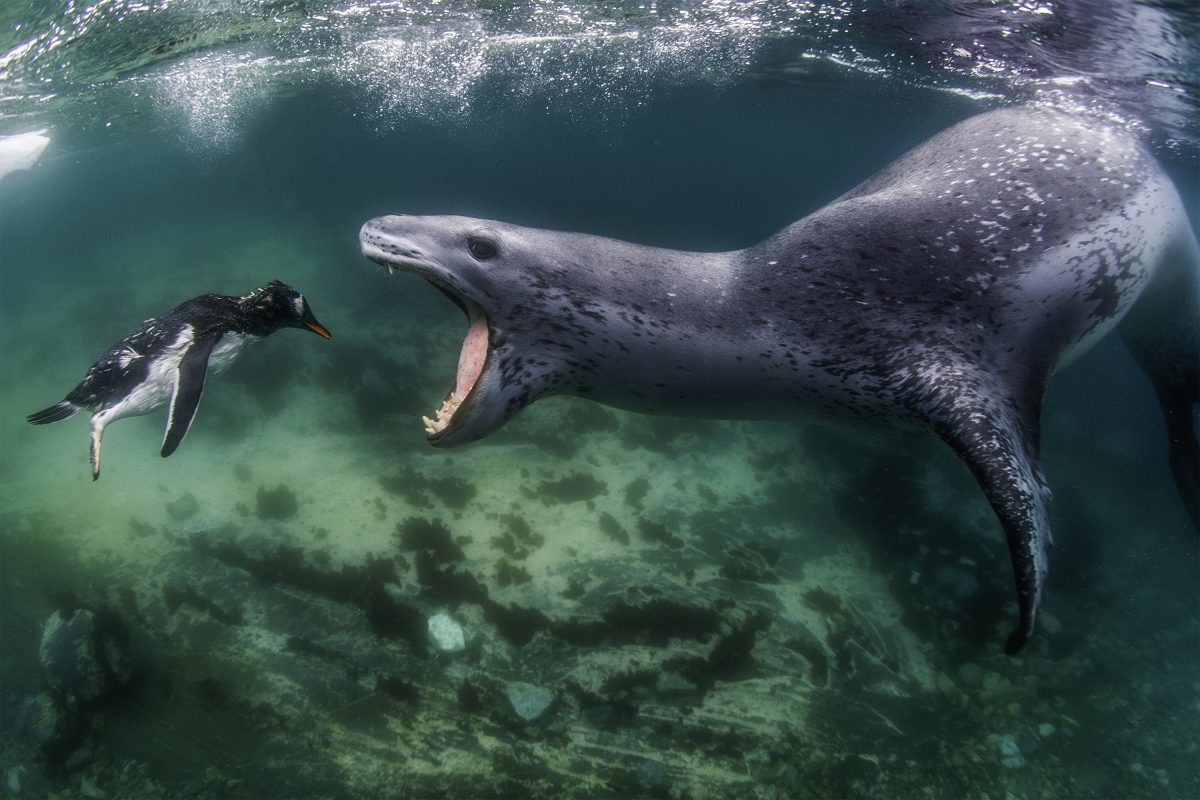 World Nature Photography Awards