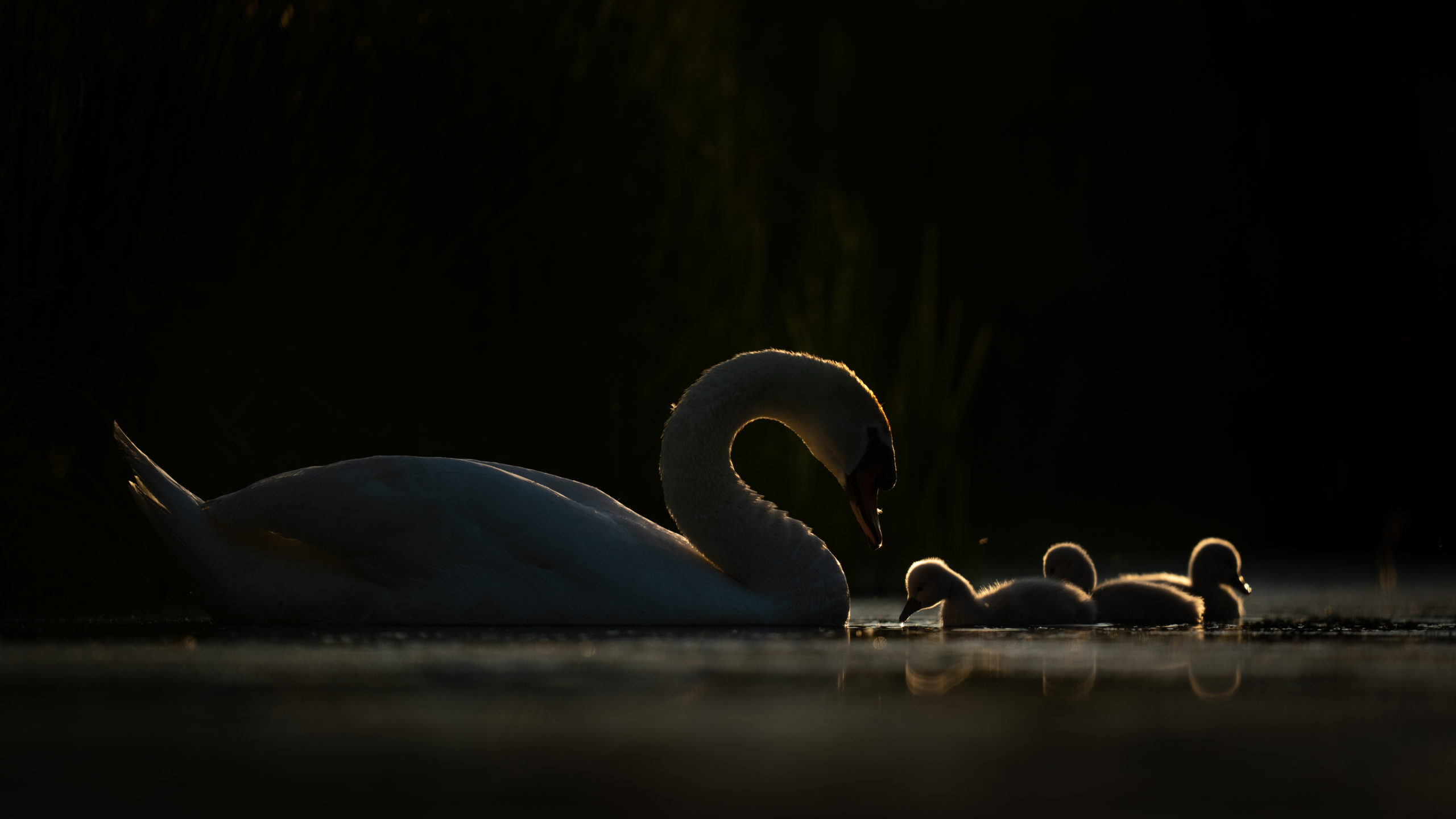Foto van de Maand februari