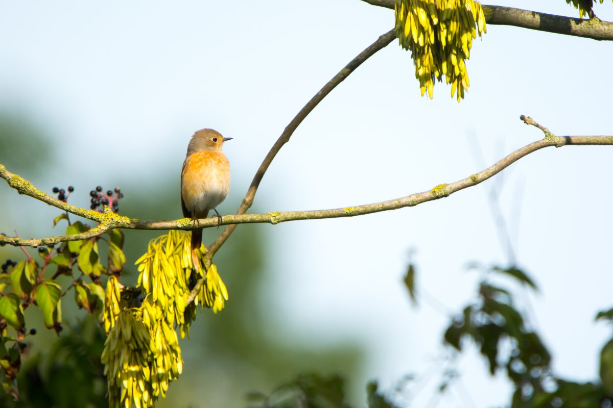 Beleef de Lente 2021