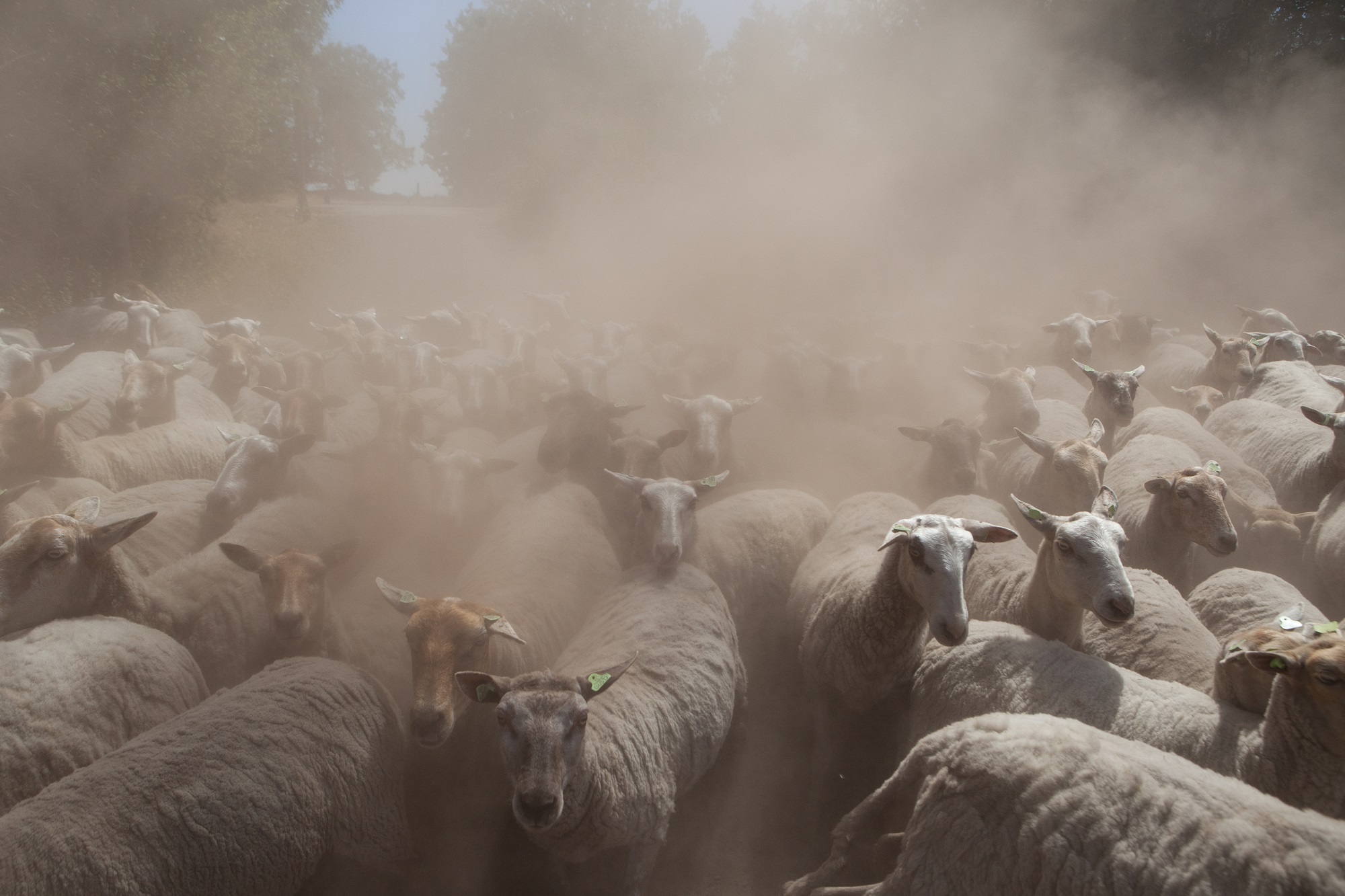 schapen in stofwolken door droog zomerweer
