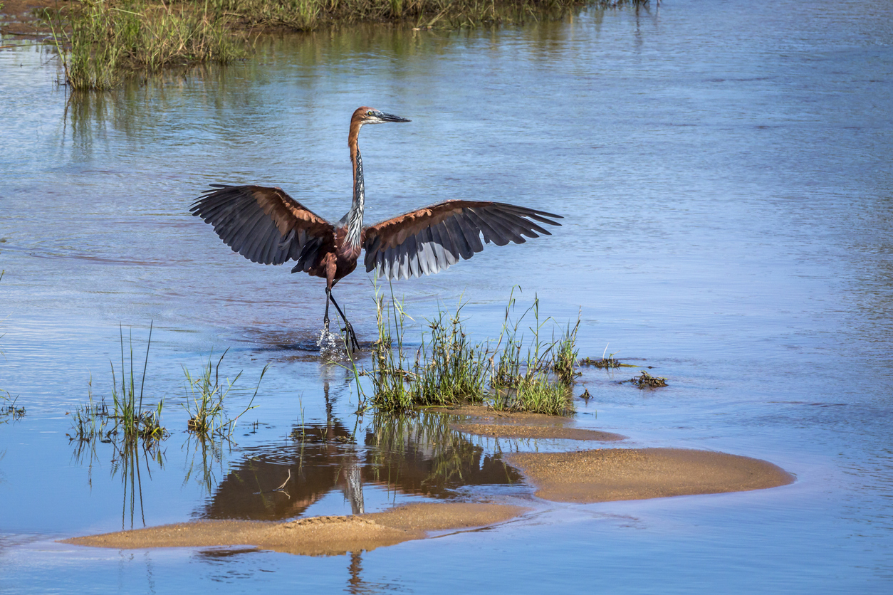 10 vogels grootste spanwijdte