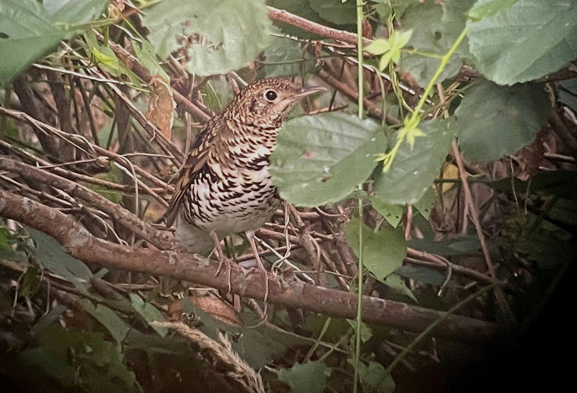 Heerlijke Roots vogelsafari op Texel