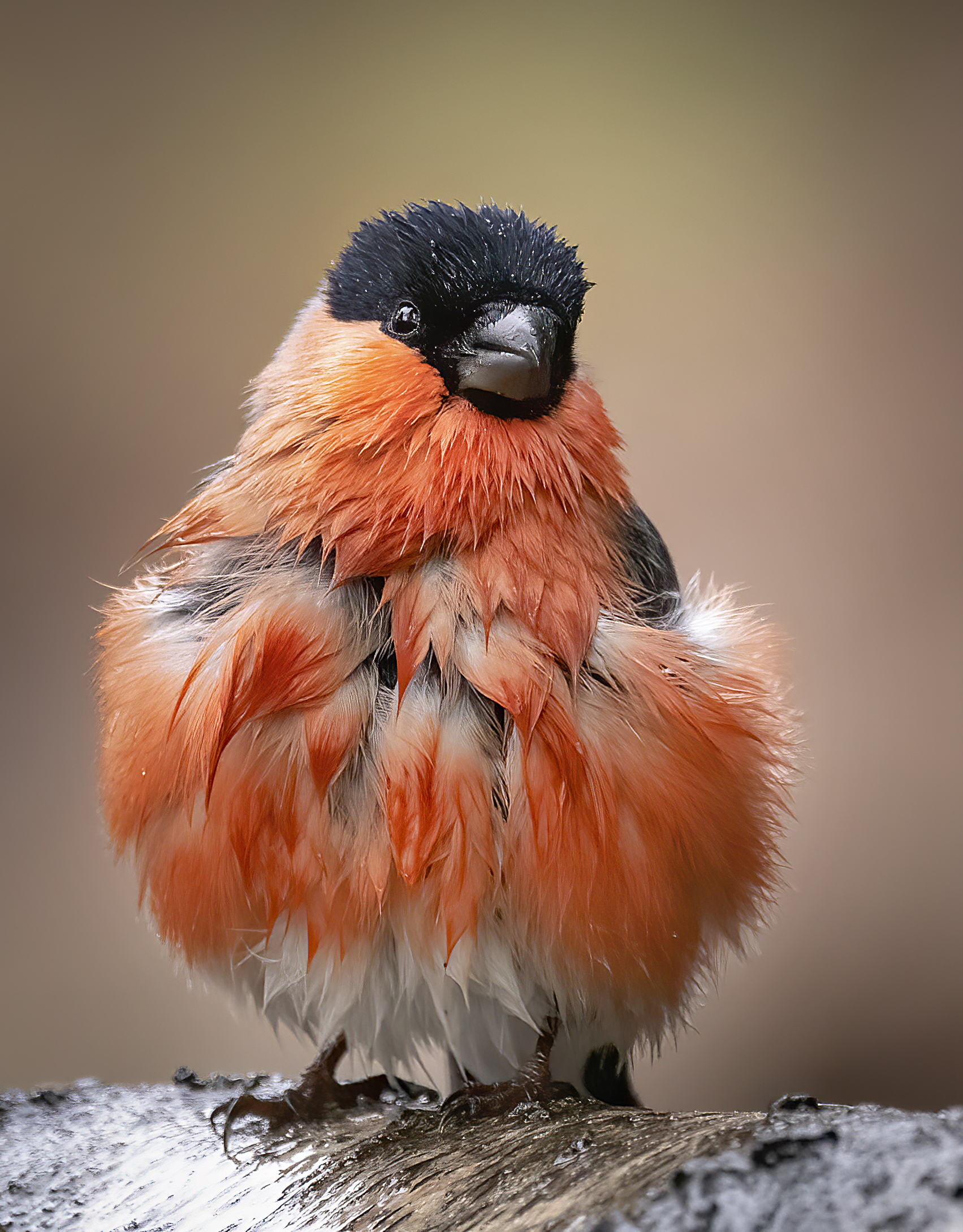 Foto van de Maand januari