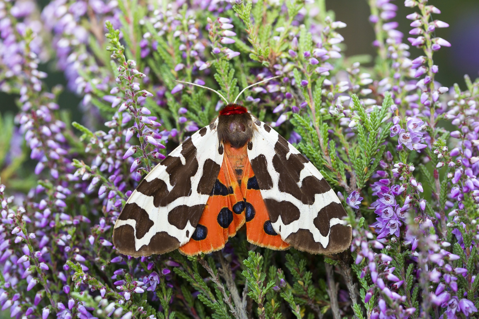 Kleurrijke rupsen