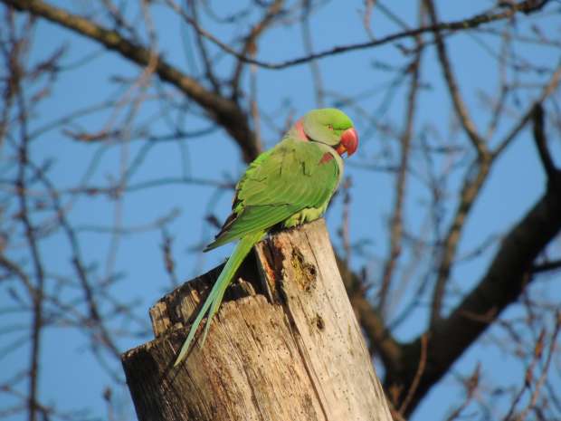 Nederland hotspot voor exotische vogels