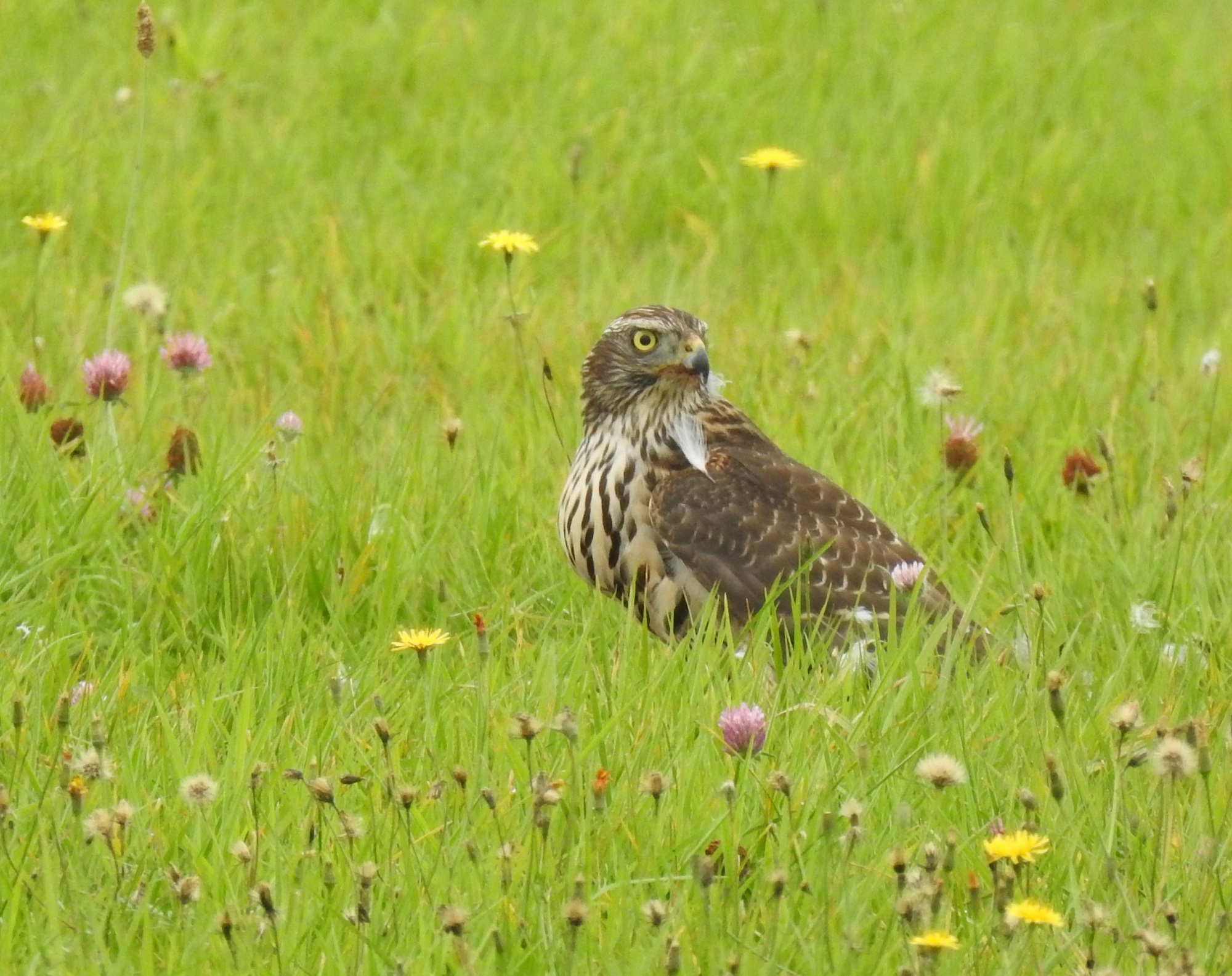 Heerlijke Roots vogelsafari op Texel