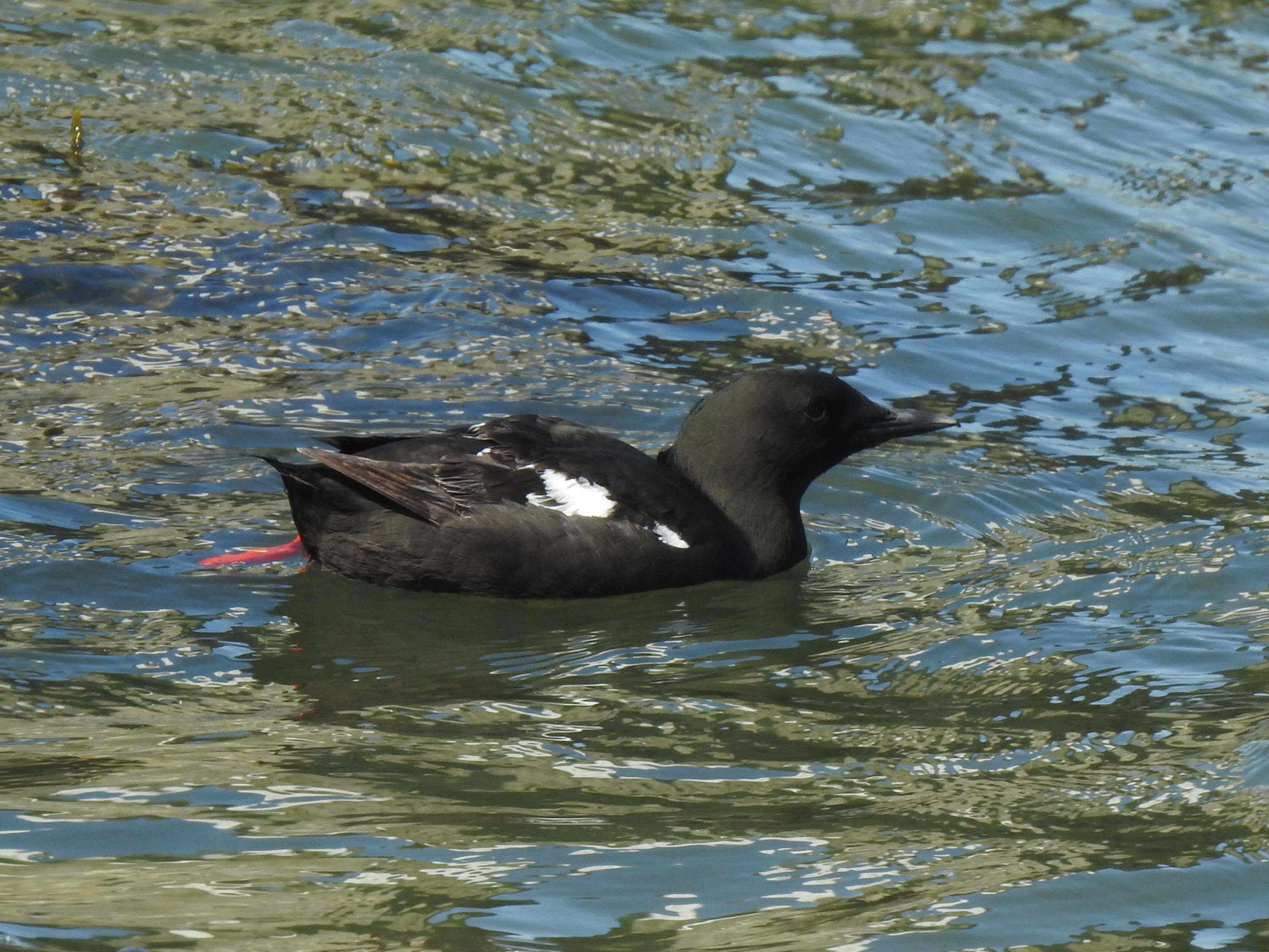 Soortenrijk Roots vogelweekend op Texel