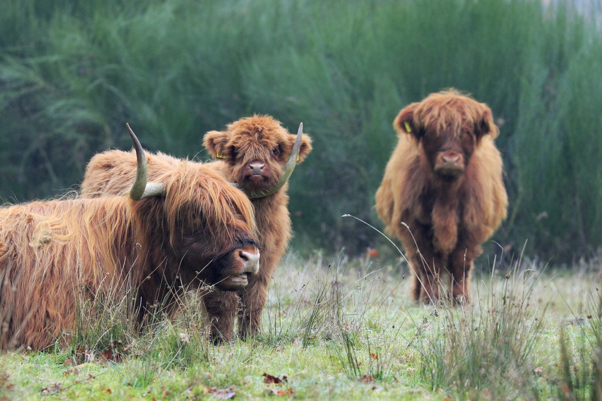 schotse hooglanders op landgoed vossenberg