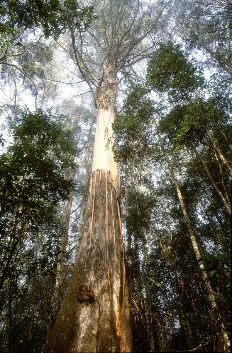 hoogste bomen