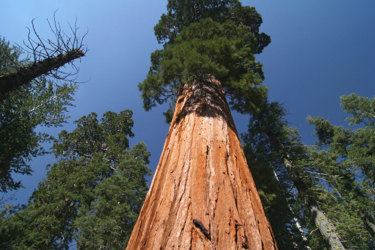 hoogste bomen