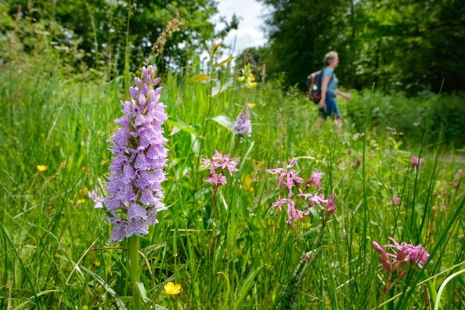 Wandelaar Springendal