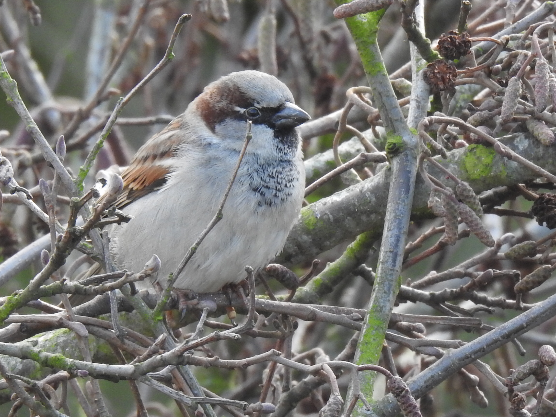 Bijzonder mus op de Veluwe