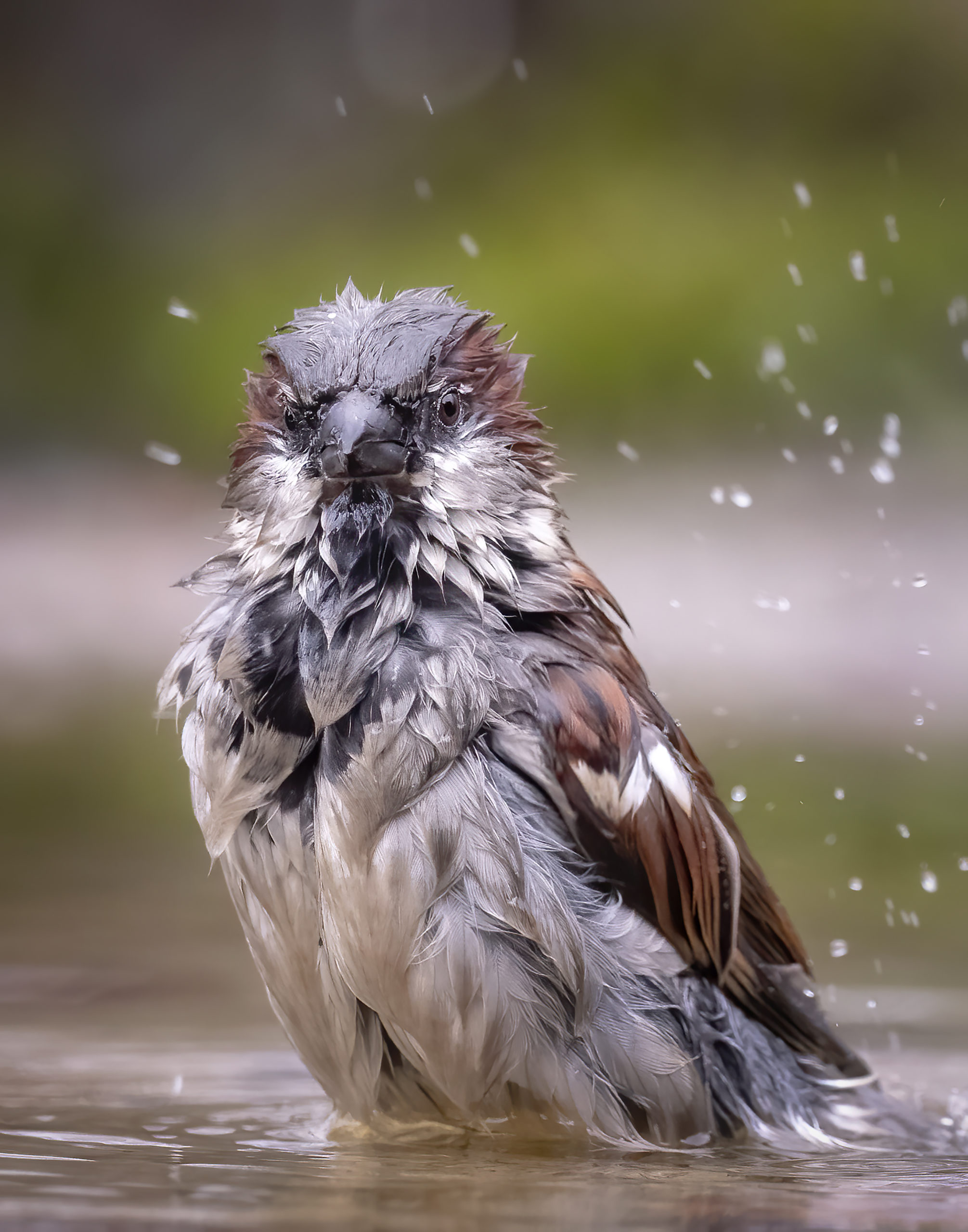 Foto van de Maand januari