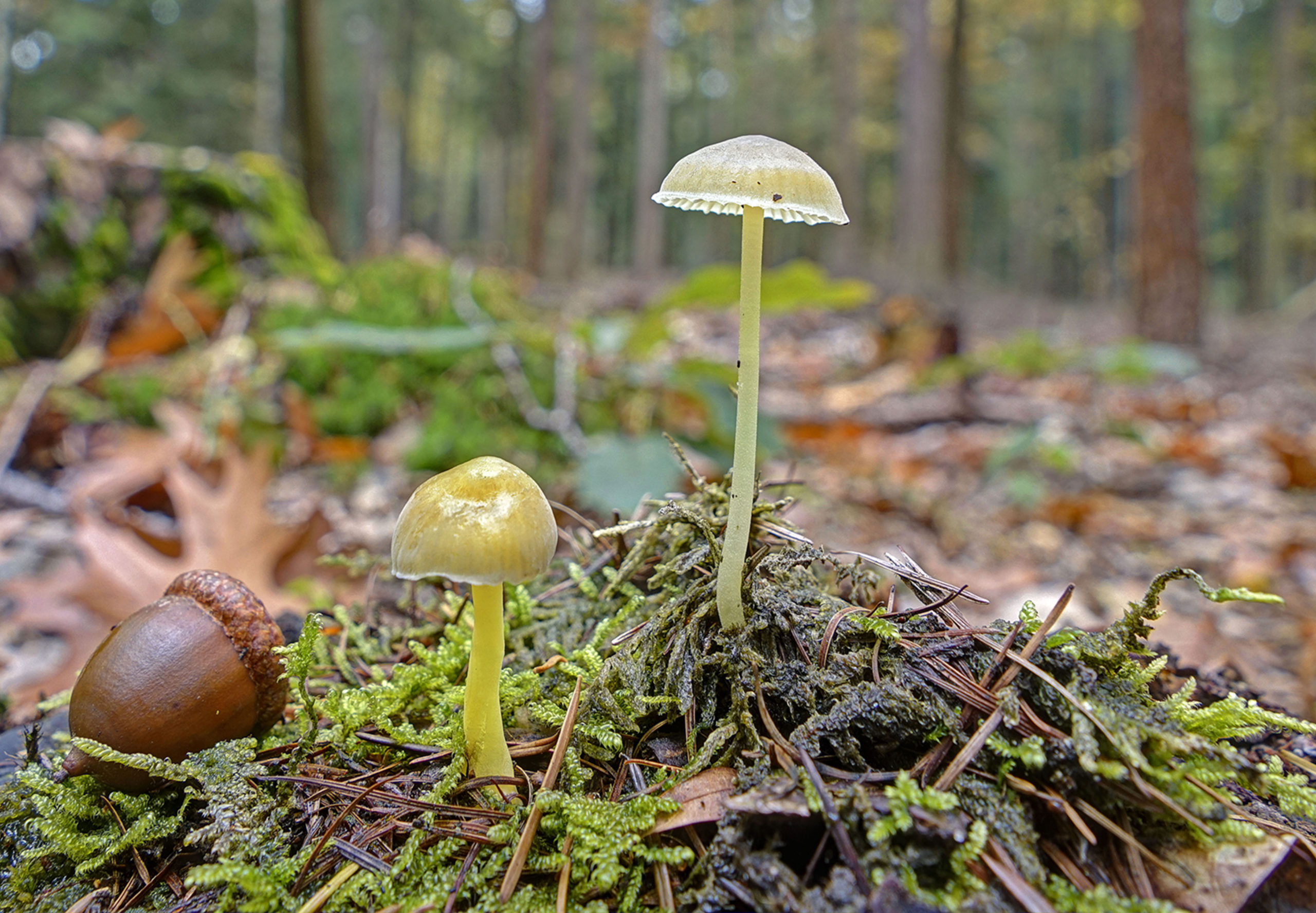 graskleefsteelmycena