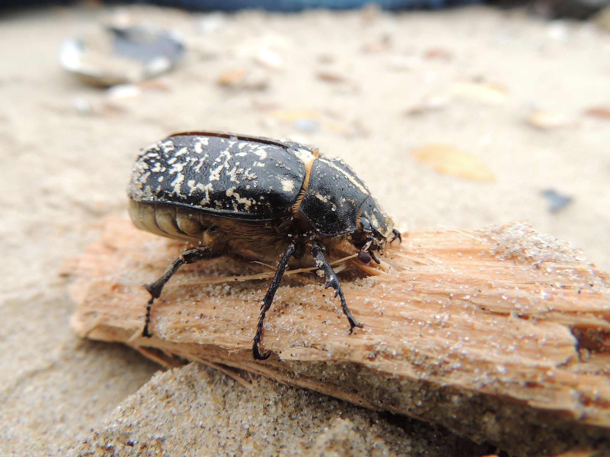 Reuzendolkwesp in de tuin