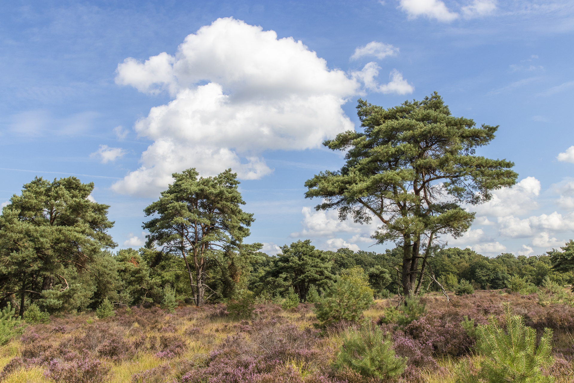 Grenspark De Zoom-Kalmthoutse Heide