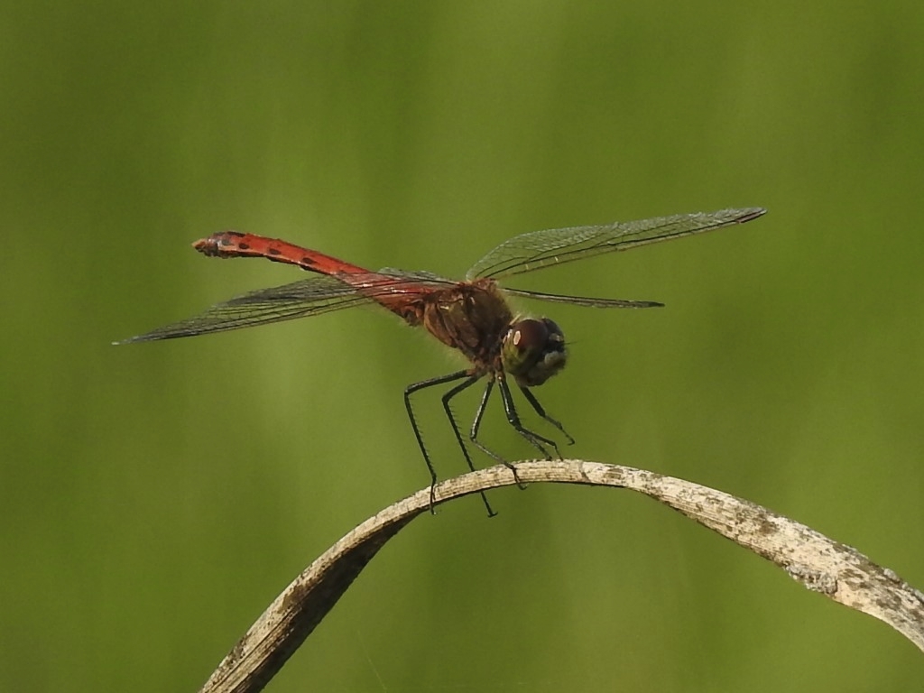 In het Woldlakebos leeft de Kempense heidelibel.