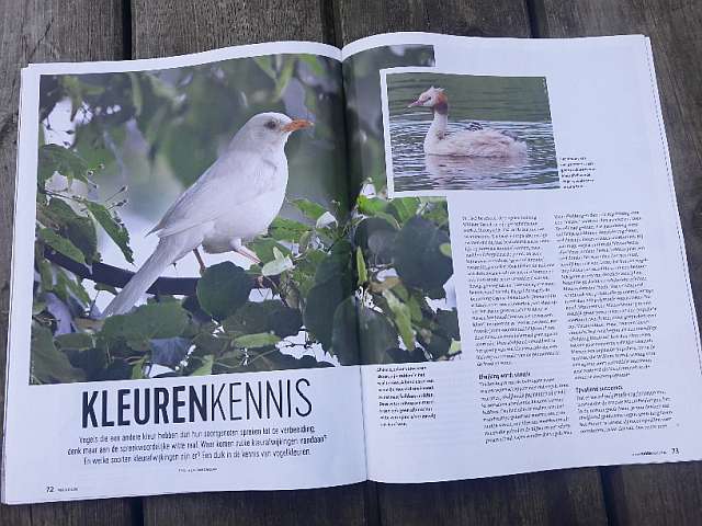 Nieuwe editie van Vogelmagazine is uit