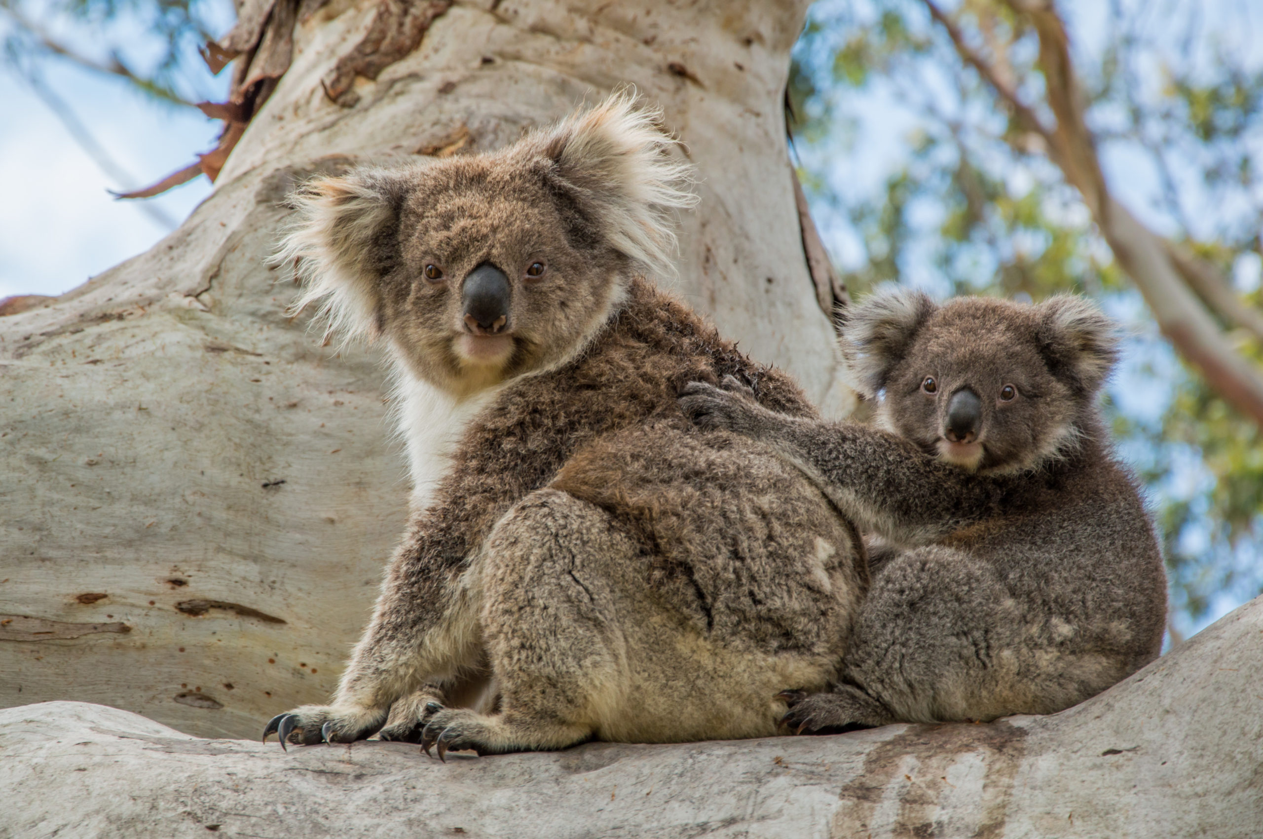 Koala's drinken wel water