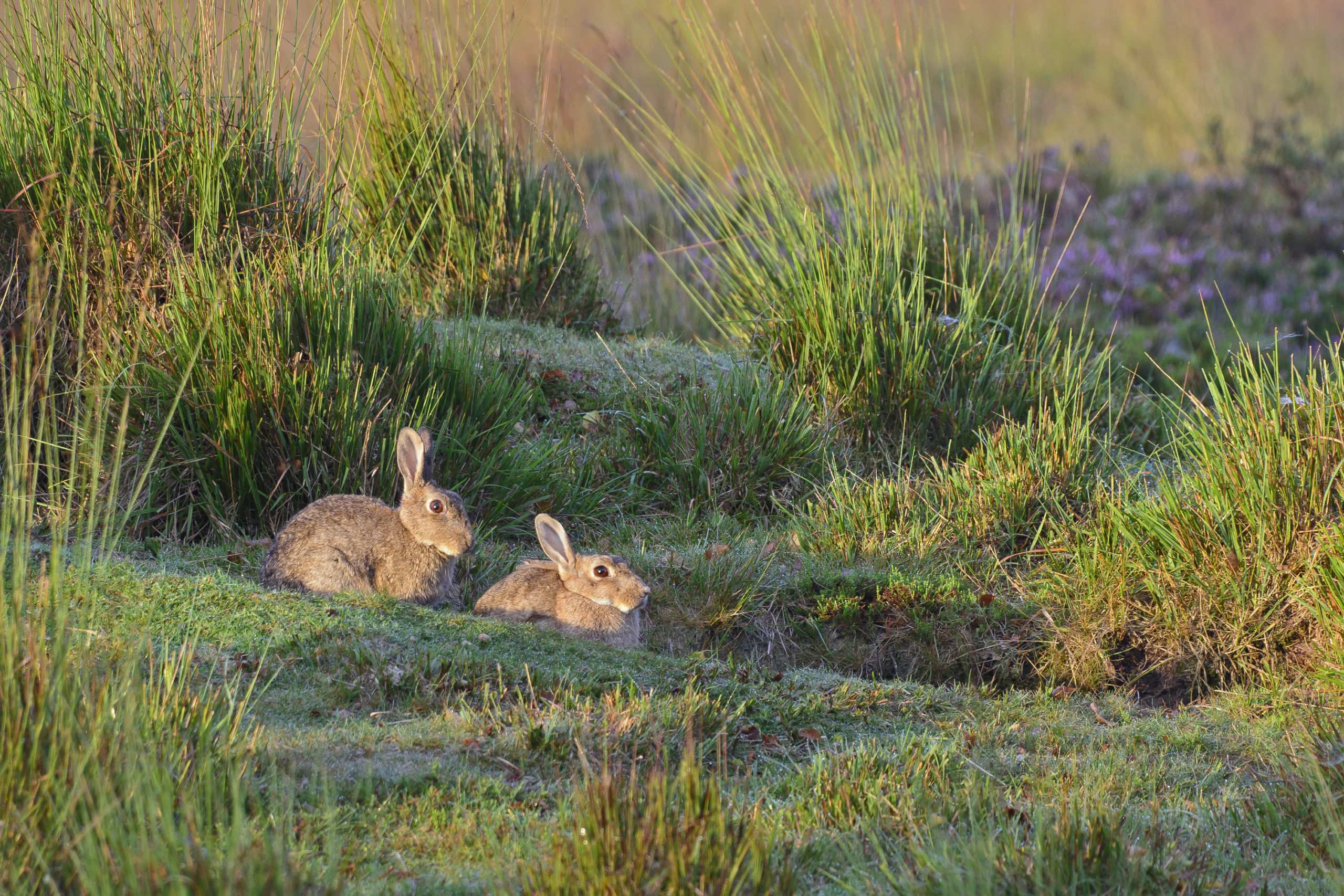 bewoners van de heide