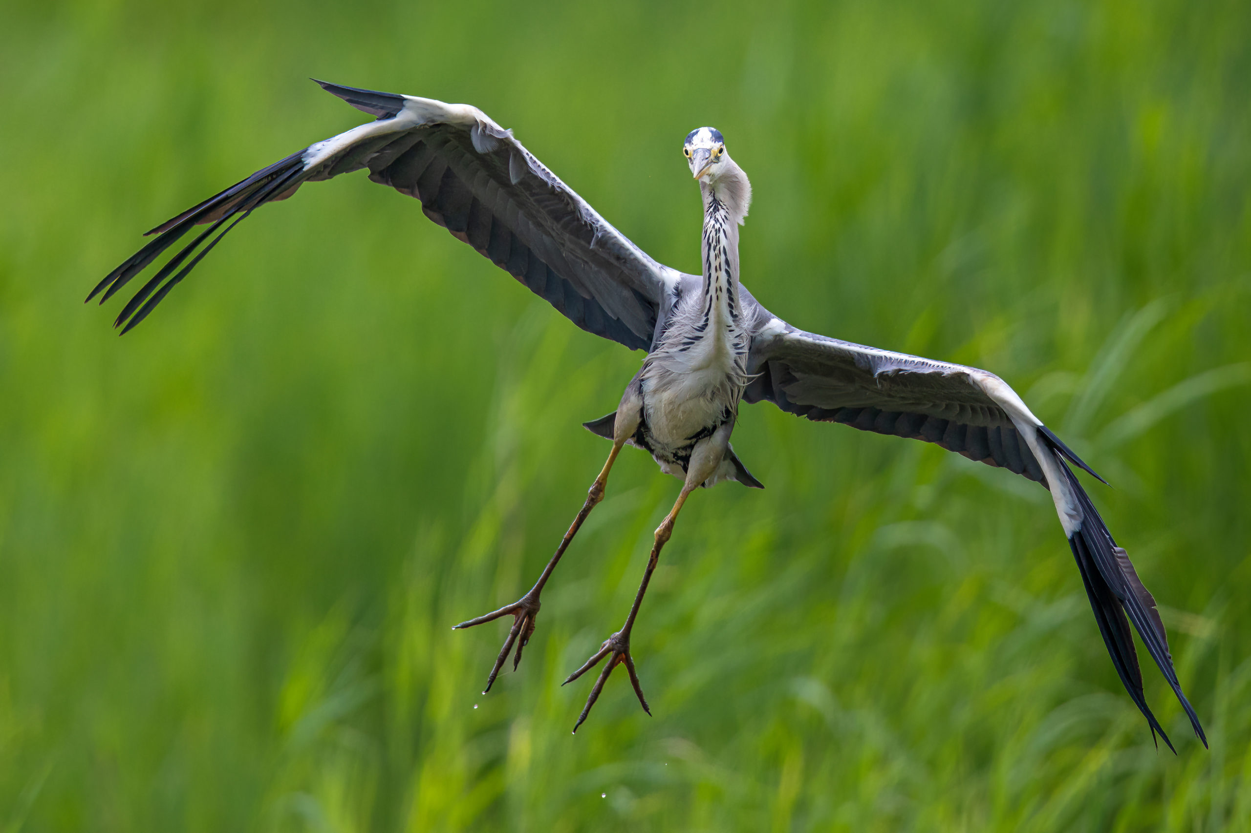 reiger