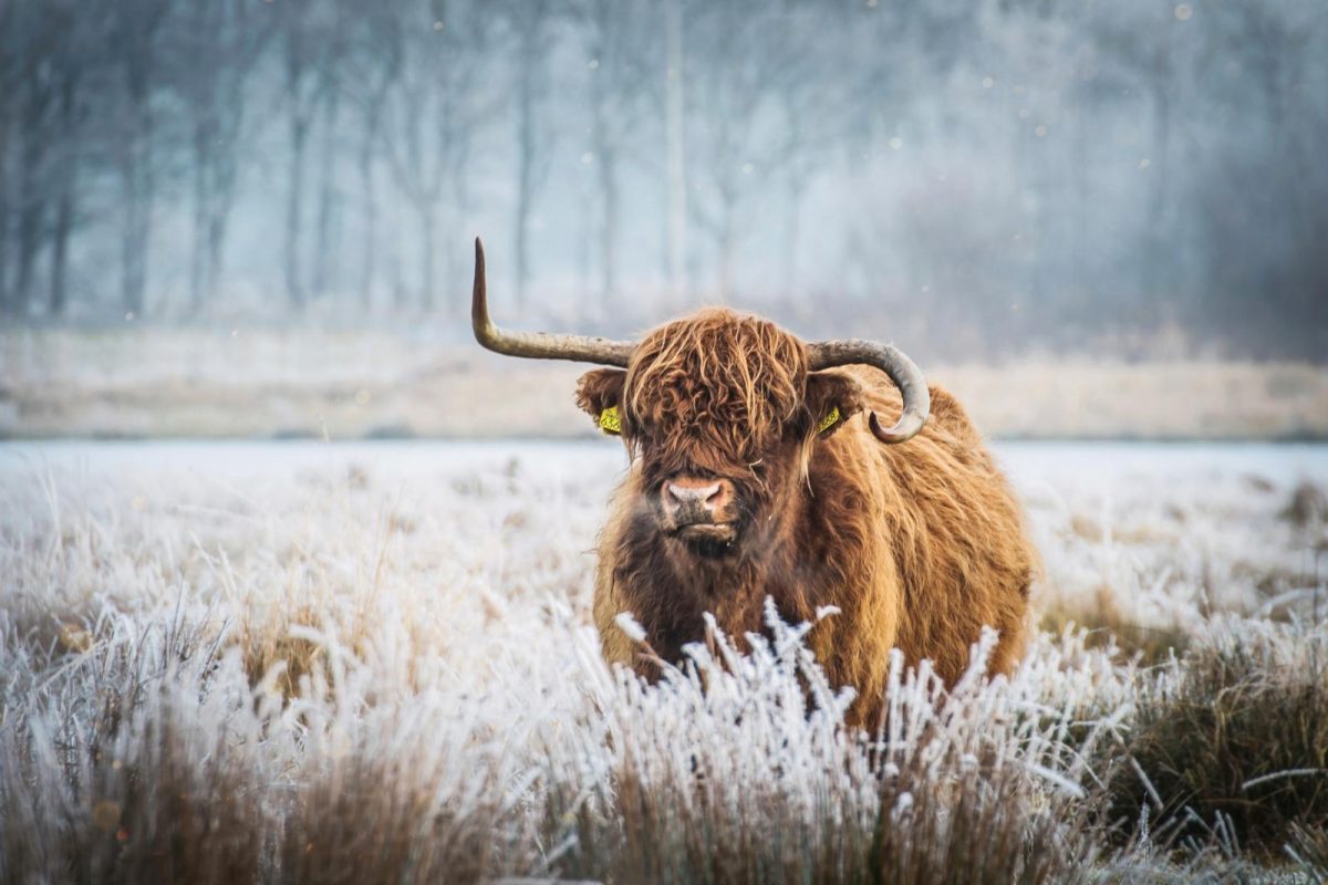 winterwandelingen