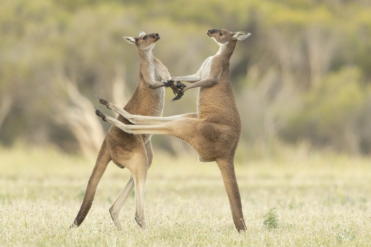 Comedy Wildlife Photo Awards