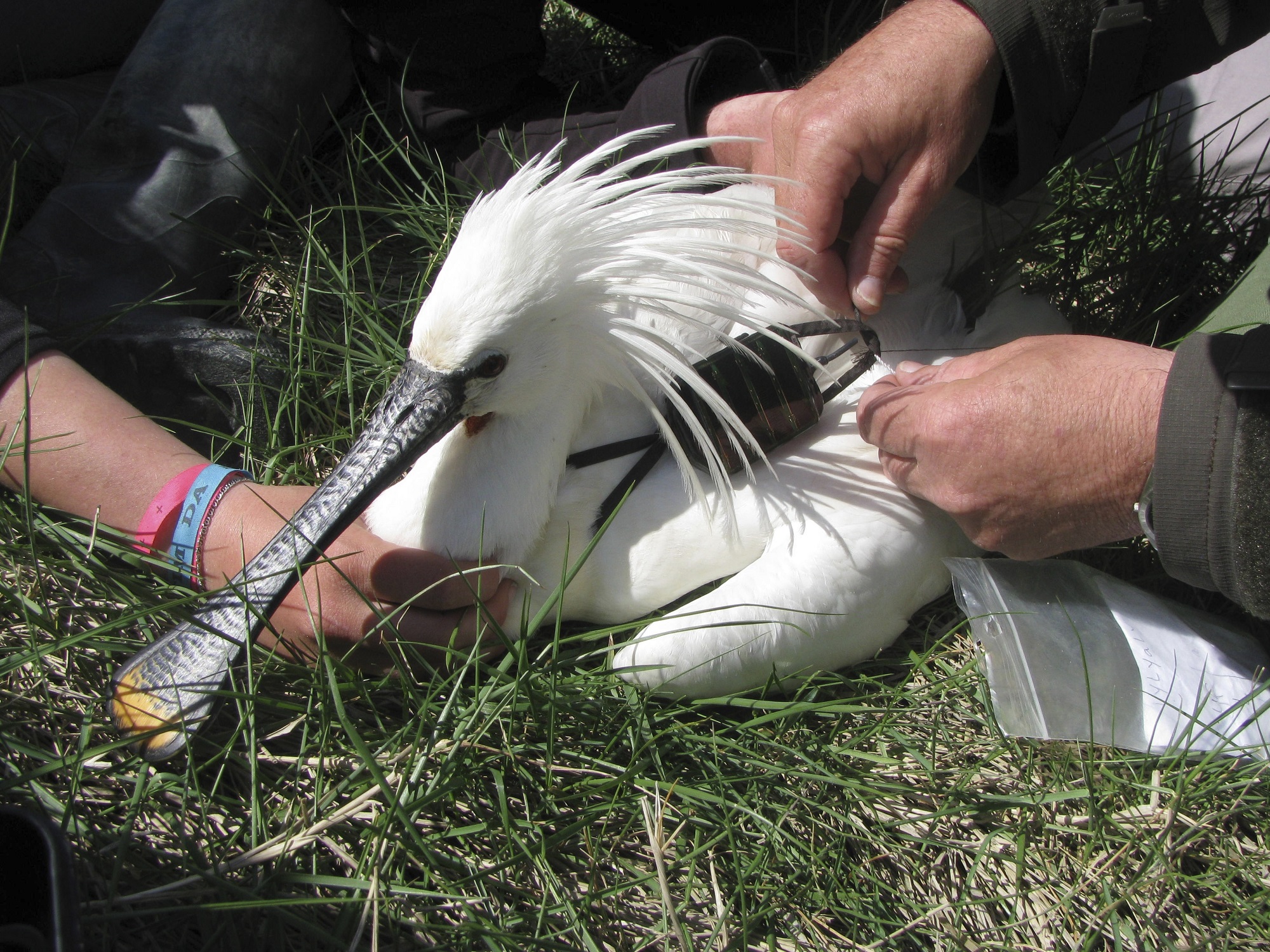 Nieuw: Roots Vogelmagazine najaarsnummer