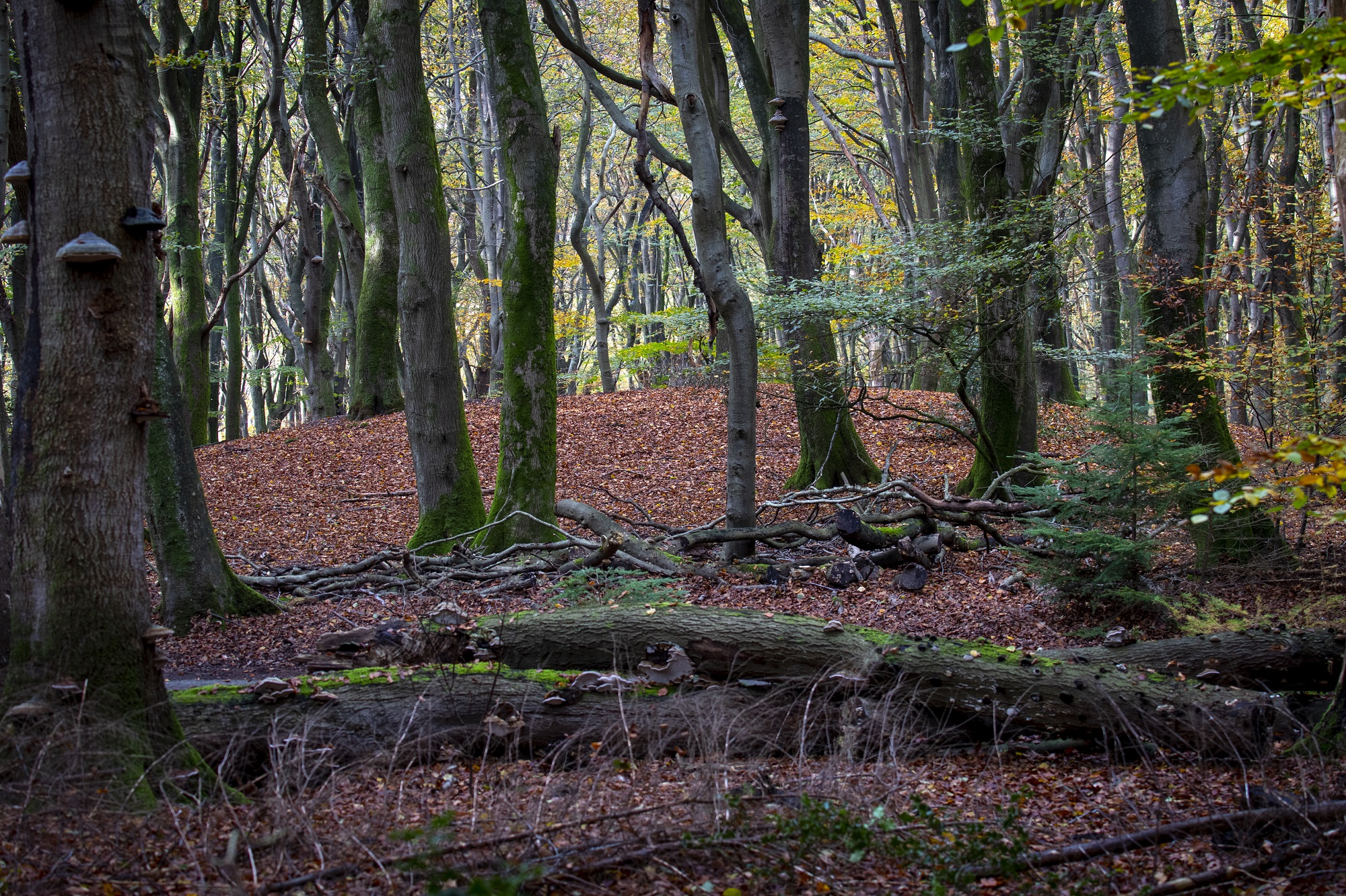 natuur zonder mensen
